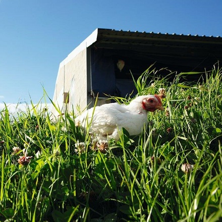 Need to know: Free Range Chicken