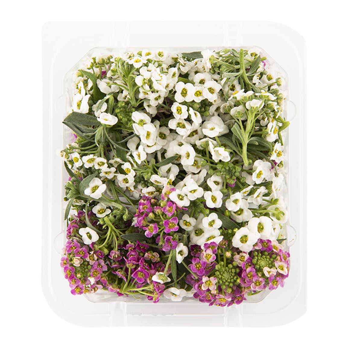 Woolworths shop flowers prices