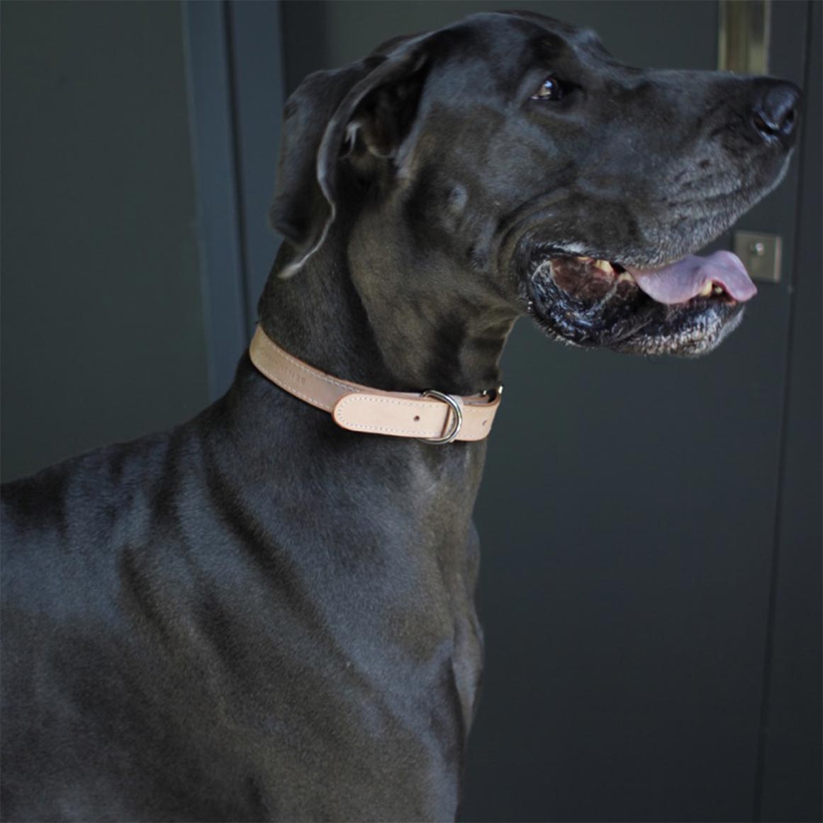 cat collar woolworths