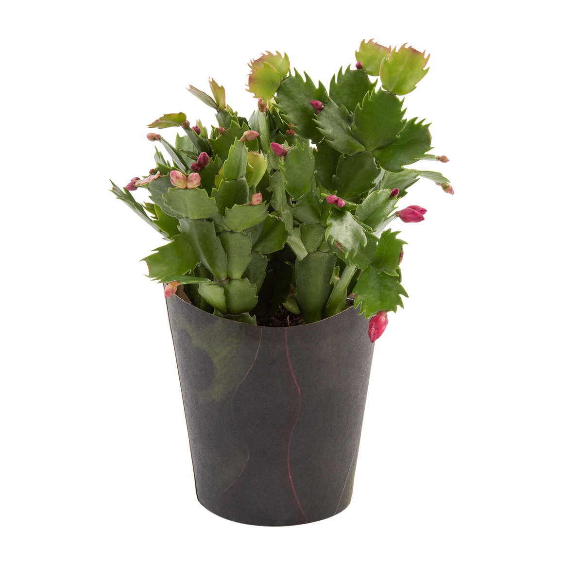 Zygocactus in 12 cm Covered Pot | Woolworths.co.za