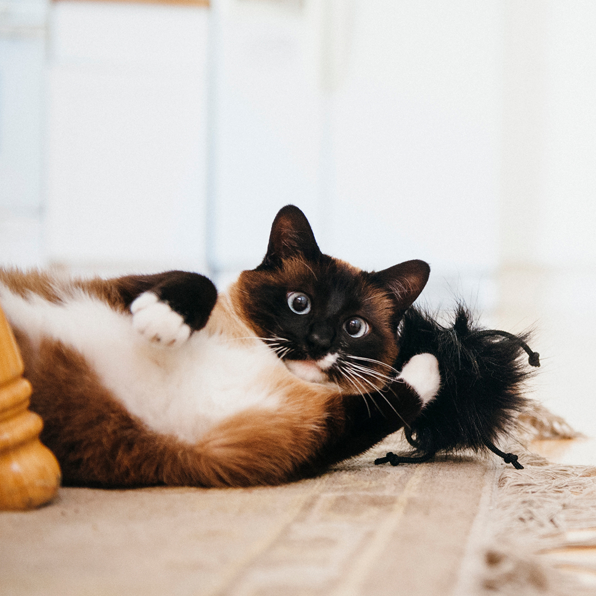 Feline Frenzy Frisky Furball Cat Toy