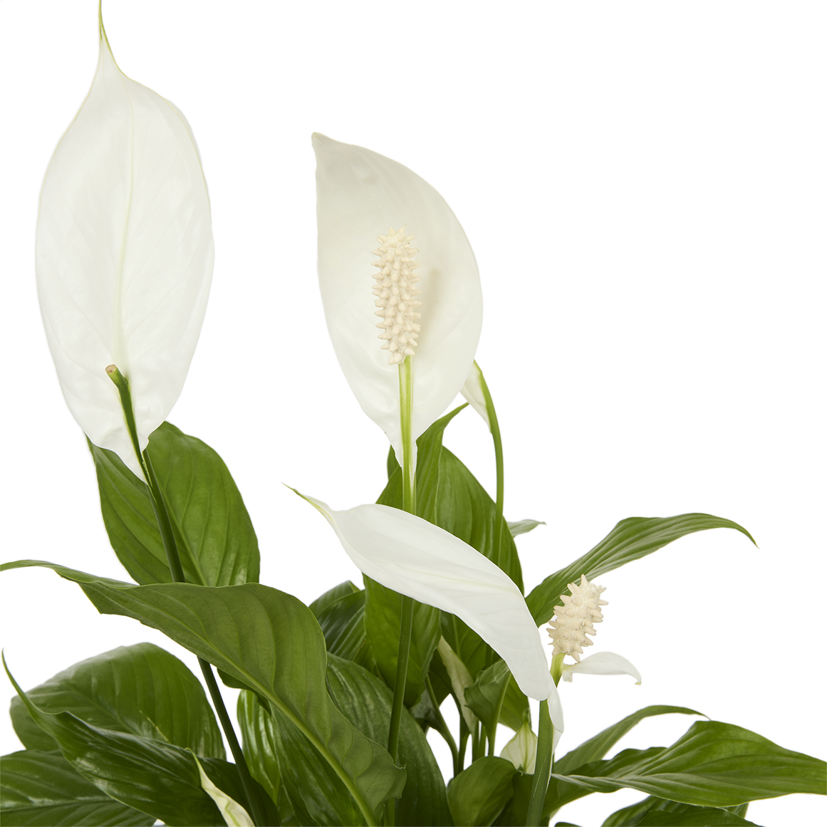 Spathiphyllum 14 cm with Potcover | Woolworths.co.za