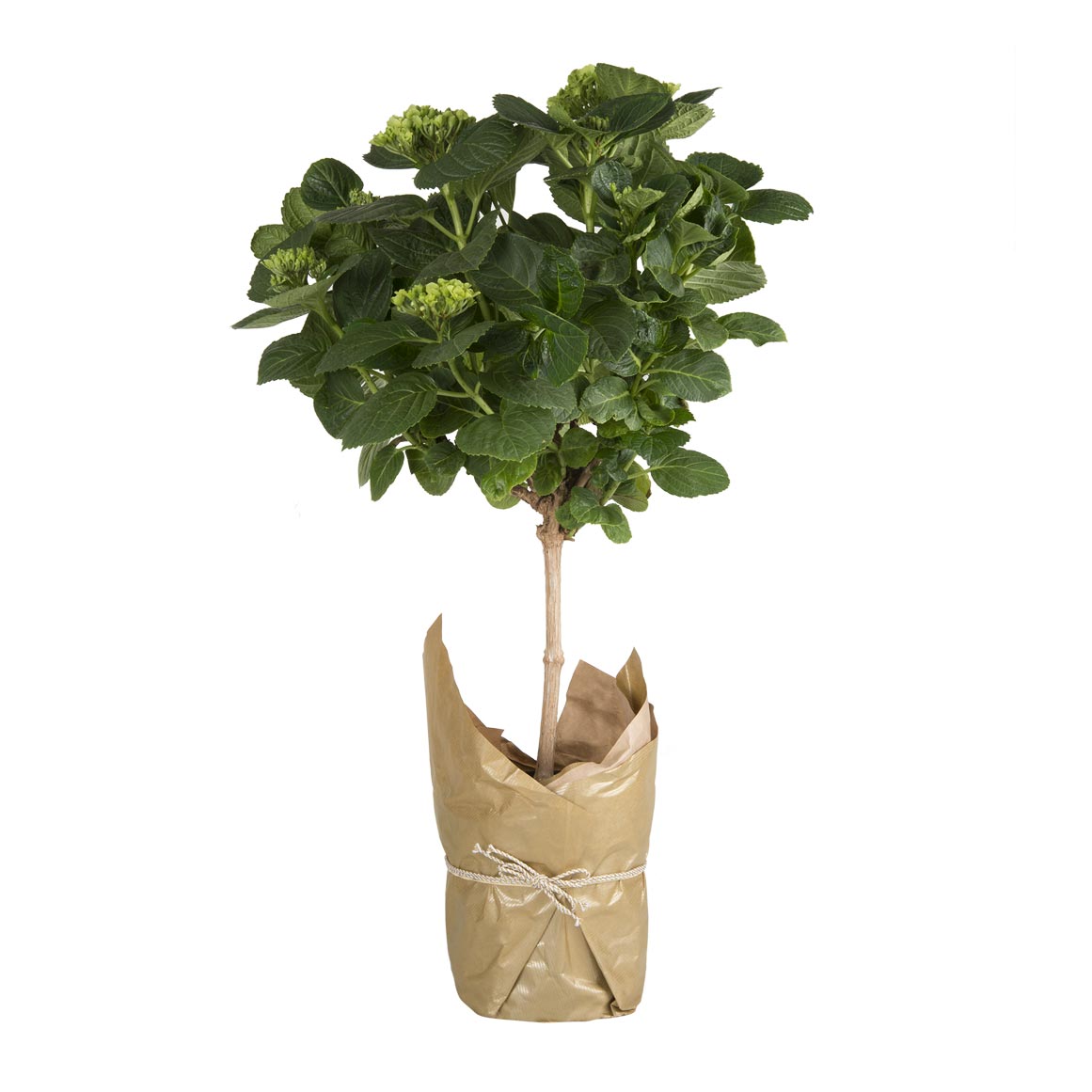 Wrapped Hydrangea 19cm | Woolworths.co.za