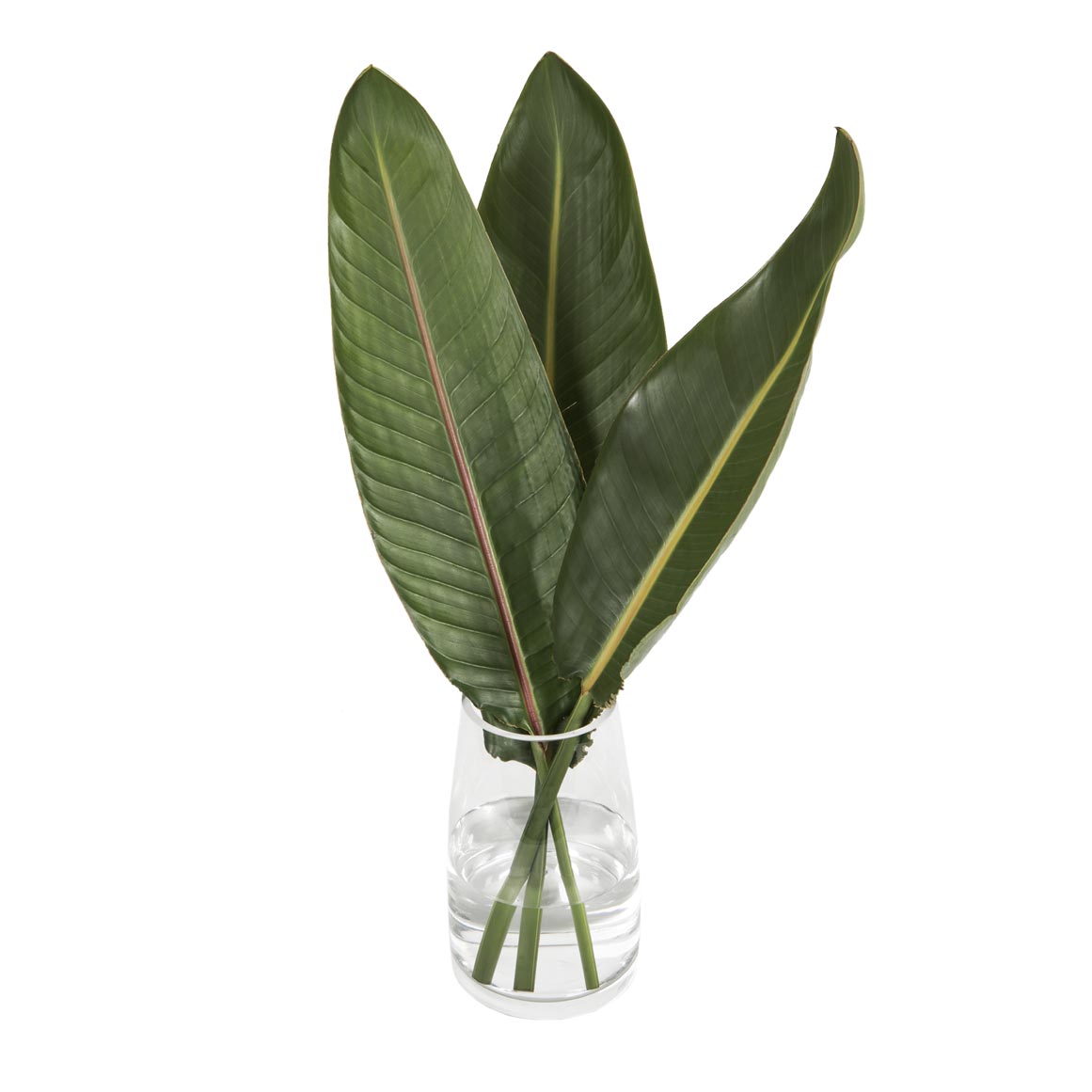 Strelitzia Leaves | Woolworths.co.za