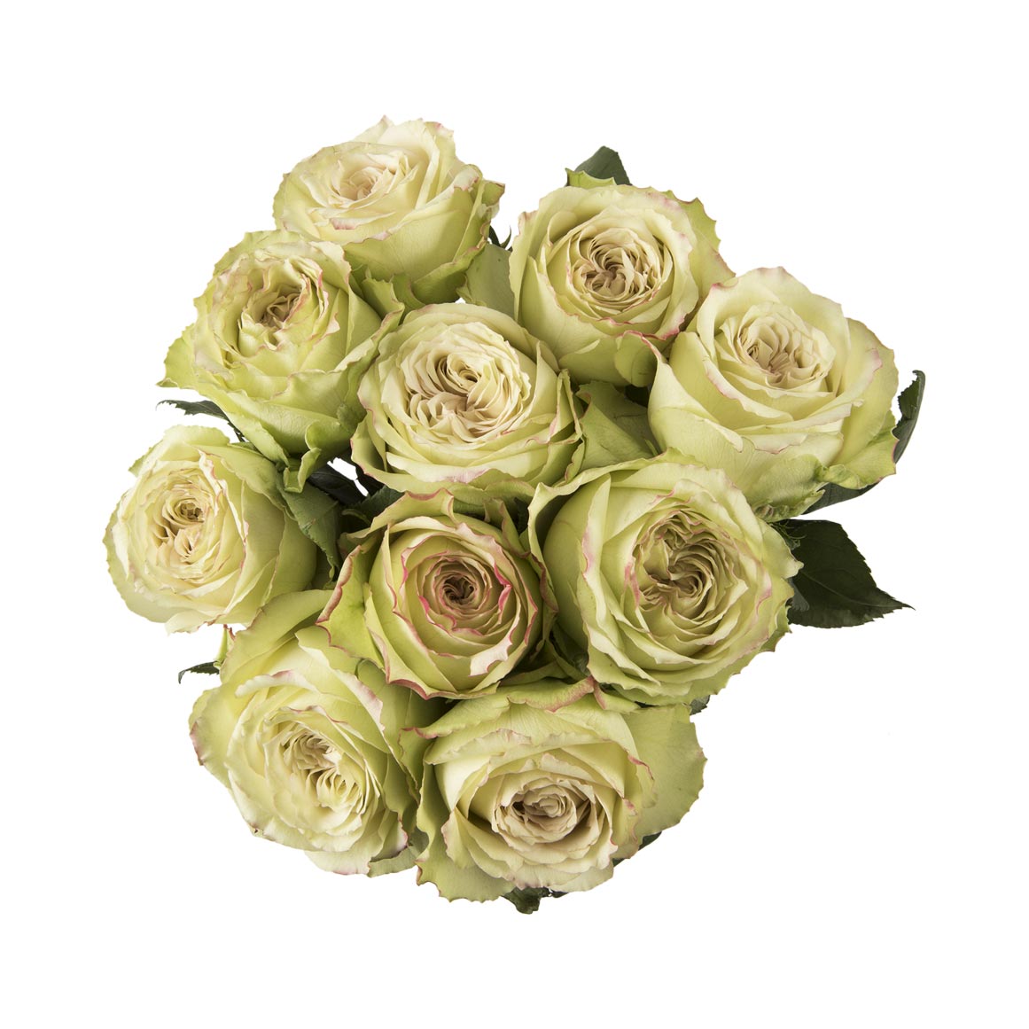 Hypnose Rose