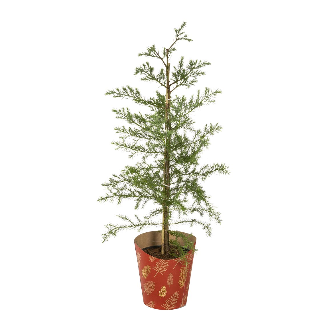 Woolworths clearance christmas tree
