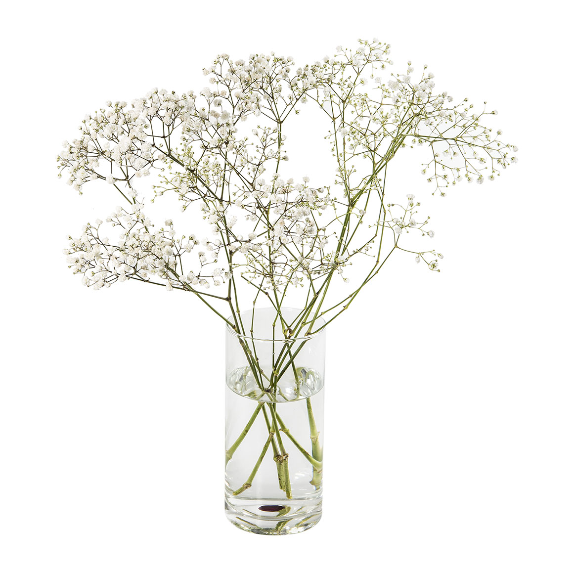 Gypsophilla | Woolworths.co.za