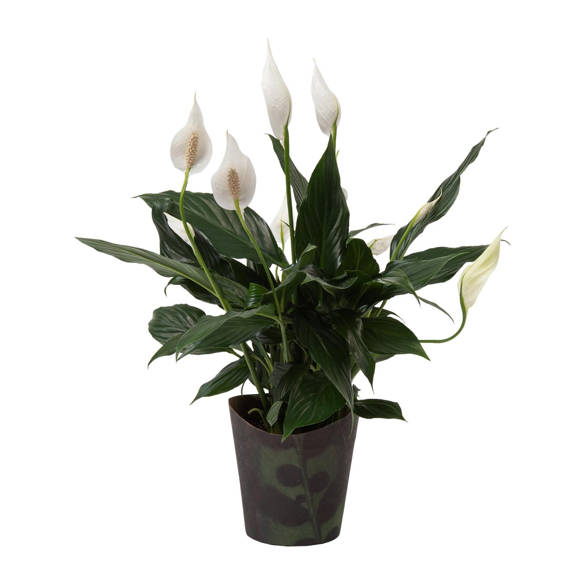 Thumbnail product image - 0