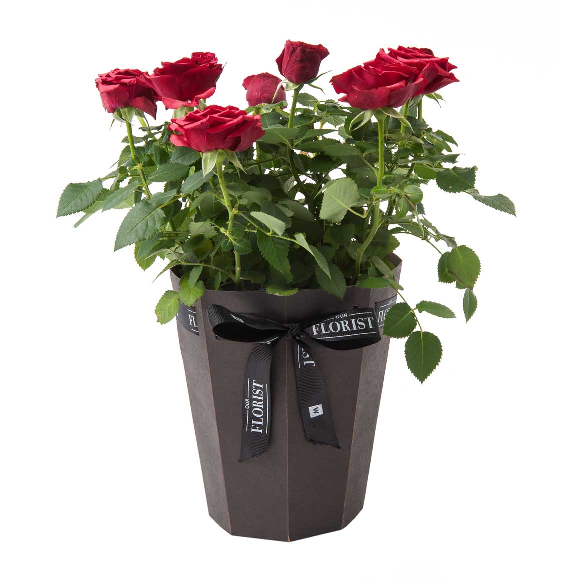 Rose Bush in 14 cm Potcover | Woolworths.co.za