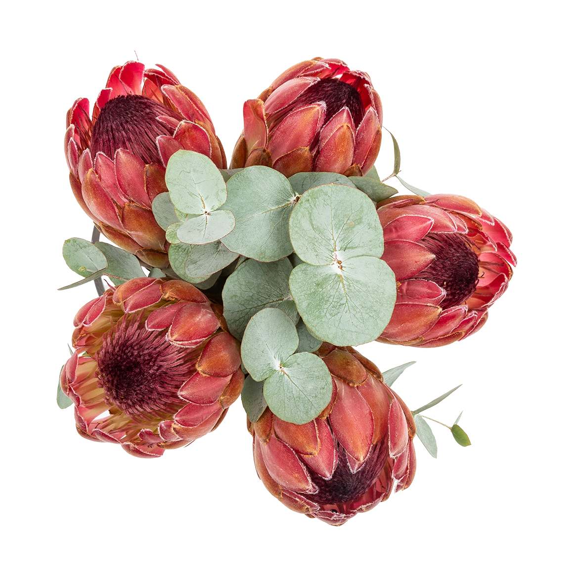 sold プロテアリース Protea Bouquet | Woolworths.co.za