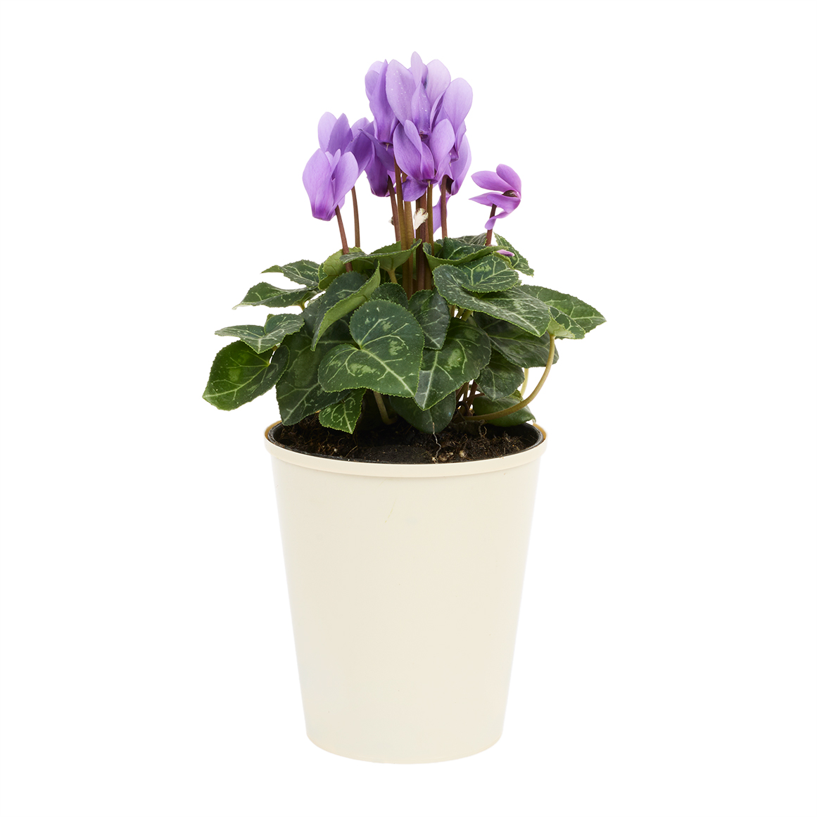 Thumbnail product image - 0